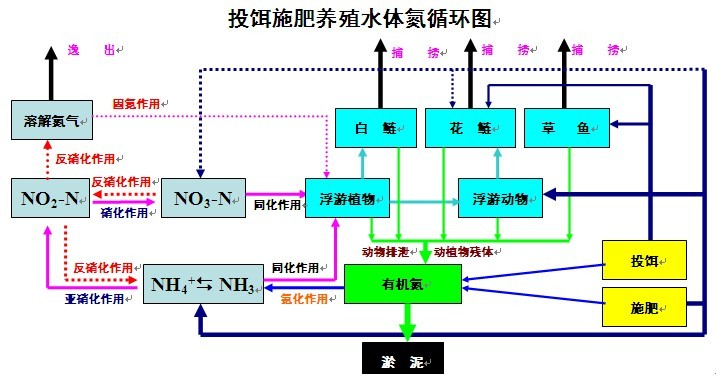 投饵与施水养殖水体的氮循环是养殖者与渔病工作者都普遍关心的,现将